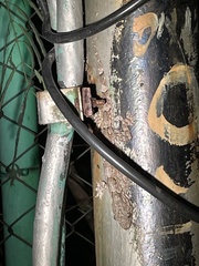 Hemidactylus leschenaultii