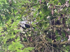 Turdus serranus