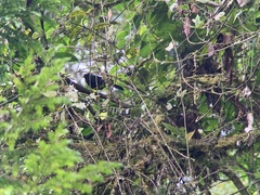 Turdus serranus
