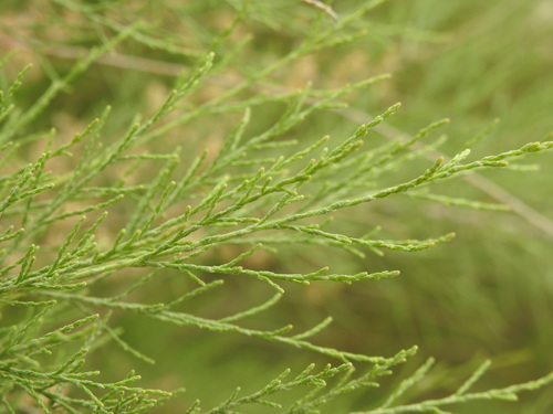 Image of Tamarix parviflora by (c) Yves Bas, some rights reserved (CC BY)
