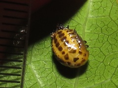 Plagiosterna nigritarsis