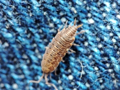 Porcellionides cingendus