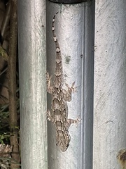 Hemidactylus leschenaultii