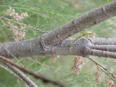 Tamarix parviflora