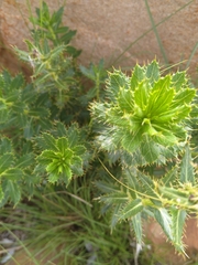 Berkheya seminivea