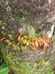 Codonanthopsis crassifolia
