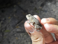Duttaphrynus melanostictus