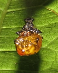 Plagiosterna nigritarsis