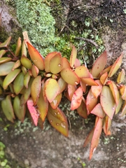 Codonanthopsis crassifolia