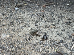 Duttaphrynus melanostictus