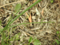 Oenanthe pimpinelloides