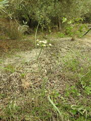 Oenanthe pimpinelloides