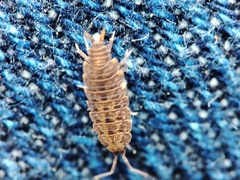 Porcellionides cingendus