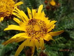 Berkheya multijuga