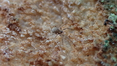 Hersiliola