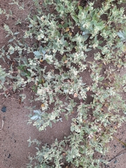 Atriplex laciniata