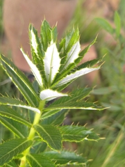 Berkheya seminivea