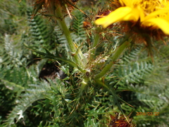 Berkheya multijuga