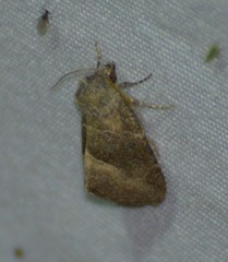 Plagiomimicus manti