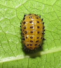 Plagiosterna nigritarsis