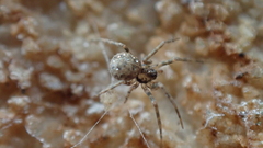 Hersiliola