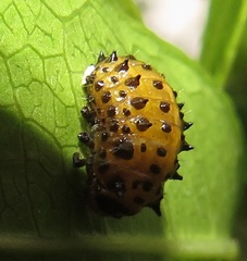 Plagiosterna nigritarsis