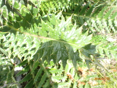 Berkheya multijuga