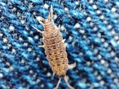 Porcellionides cingendus