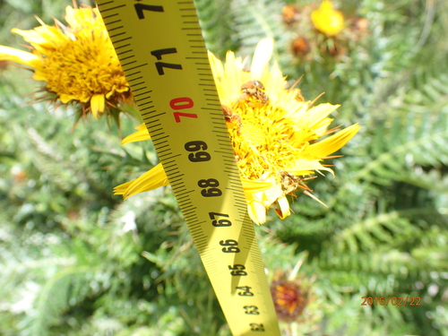 Image of Berkheya multijuga by no rights reserved