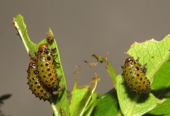 Plagiosterna nigritarsis