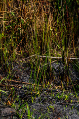 Eriospermum cooperi natalense