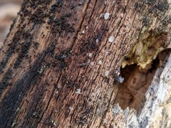 Propolis farinosa