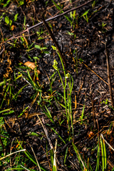 Eriospermum cooperi natalense