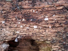 Propolis farinosa