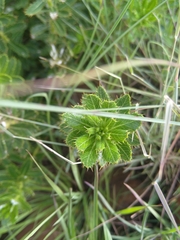 Berkheya seminivea