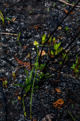 Eriospermum cooperi natalense