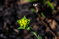 Euphorbia striata