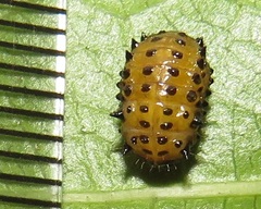 Plagiosterna nigritarsis