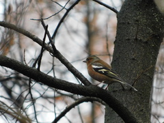 Fringilla coelebs