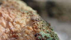 Hersiliola