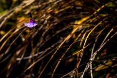 Genlisea hispidula