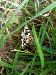 Abraxas grossulariata