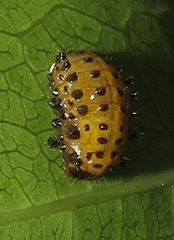 Plagiosterna nigritarsis