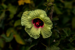 Hibiscus diversifolius diversifolius