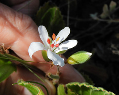 Pelargonium ovale