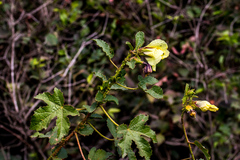 Hibiscus diversifolius diversifolius