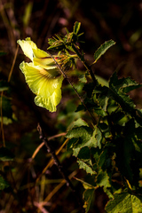 Hibiscus diversifolius diversifolius