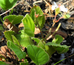 Pelargonium ovale
