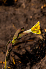 Lasiosiphon kraussianus kraussianus
