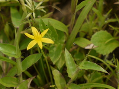 Hypoxis aurea